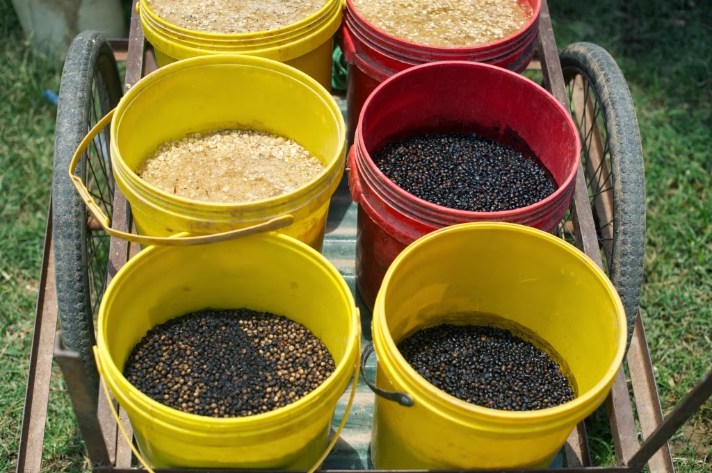 Maize and roasted soya soaking