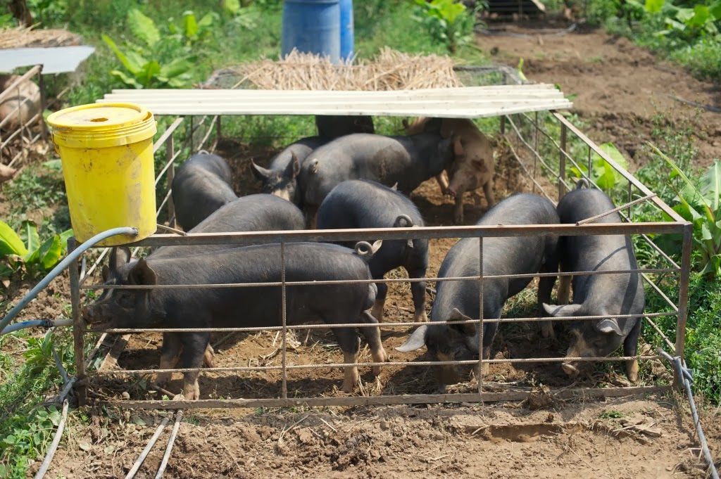 Moveable pig cage at the Kafue farm