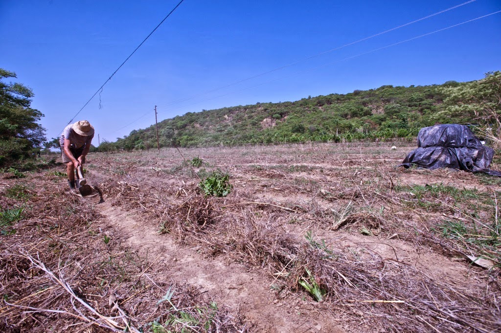 Manure ready at the field edge