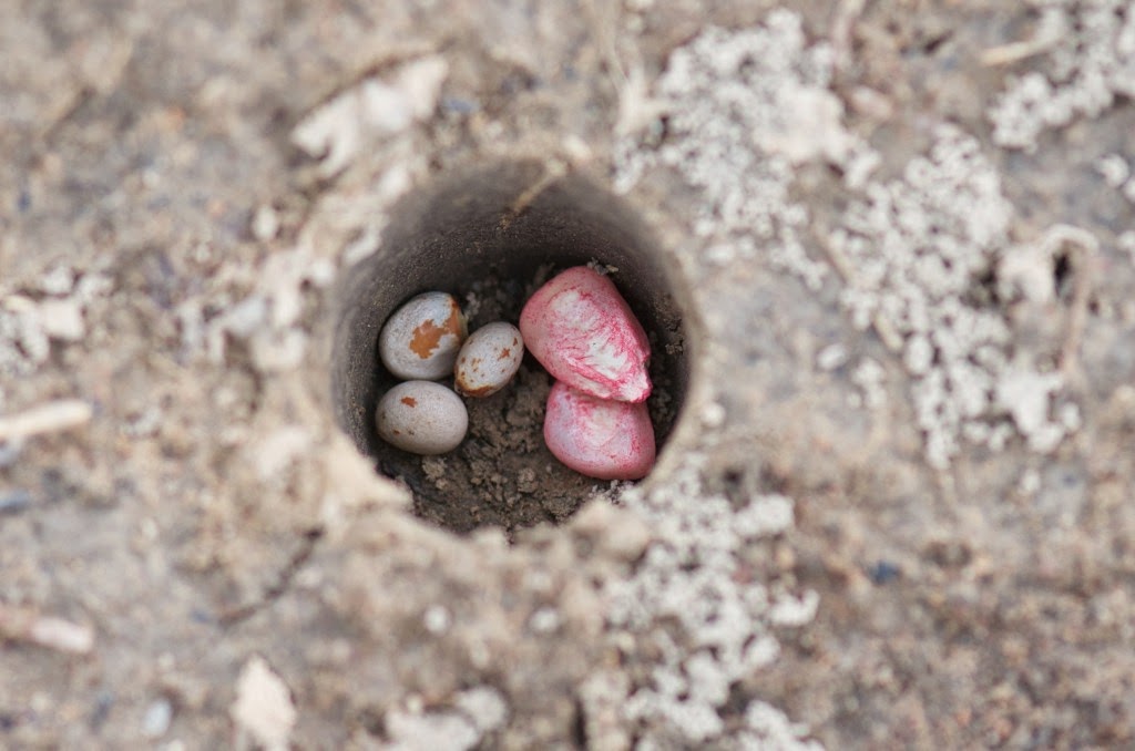 Maize and pigeon pea planted together