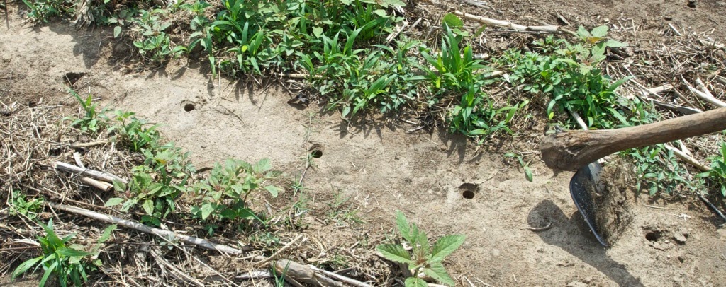 Seeds covered with manure