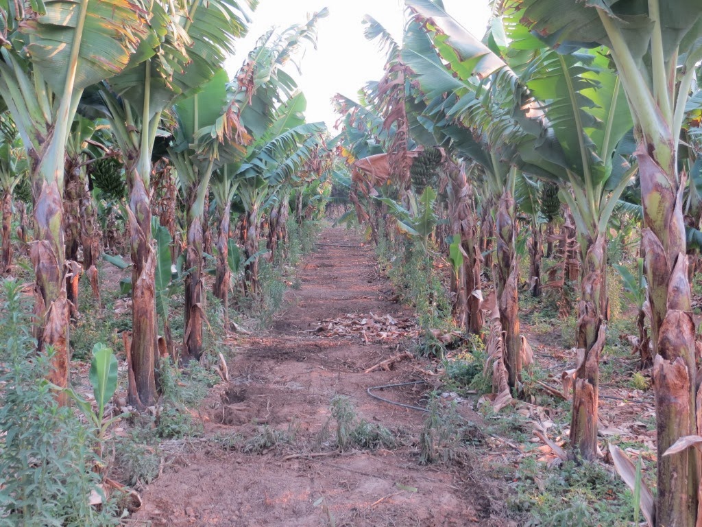 Pigs under banana trees