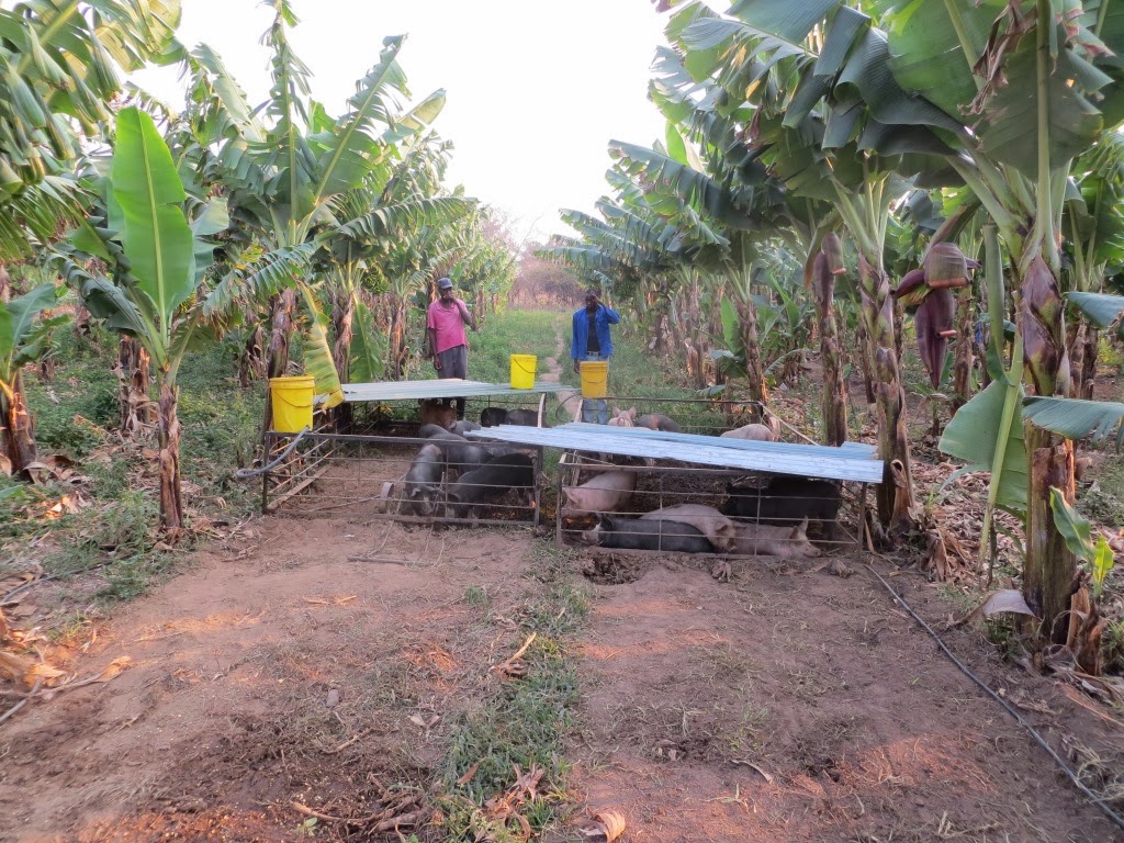 Pigs moving through the banana plot