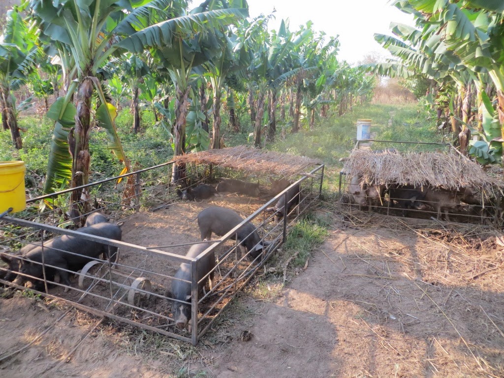 Trolley used to move the cage