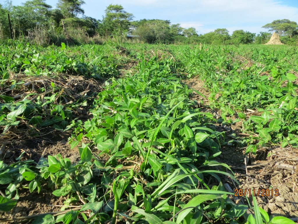 Stylosanthes green manure between rows
