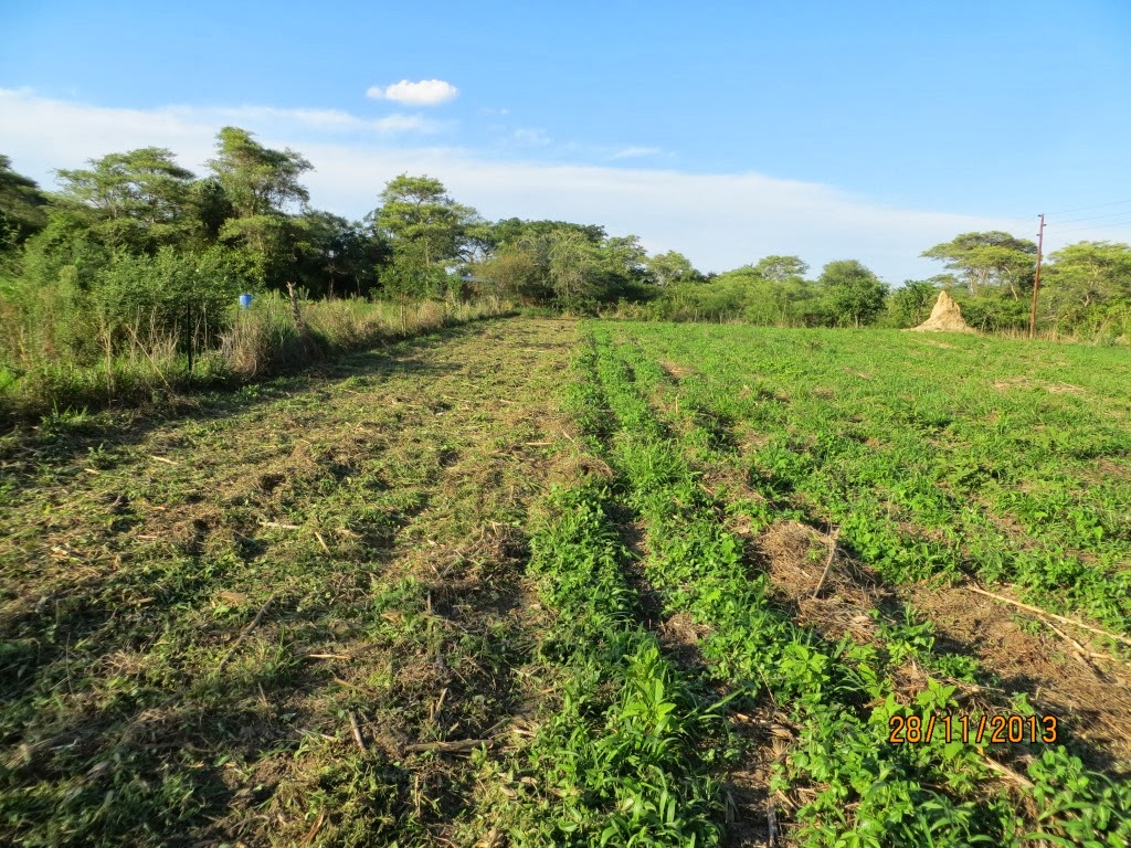 Silverleaf desmodium between maize rows