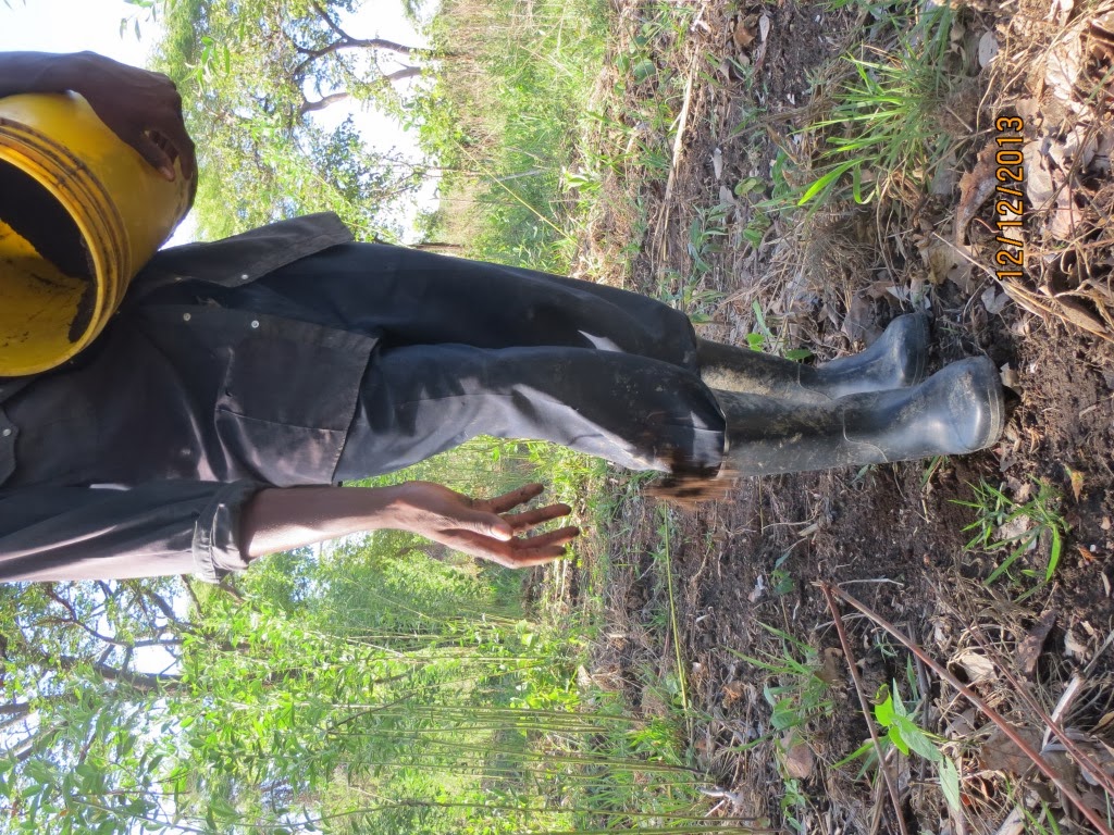 Slashed green manures releasing nitrogen