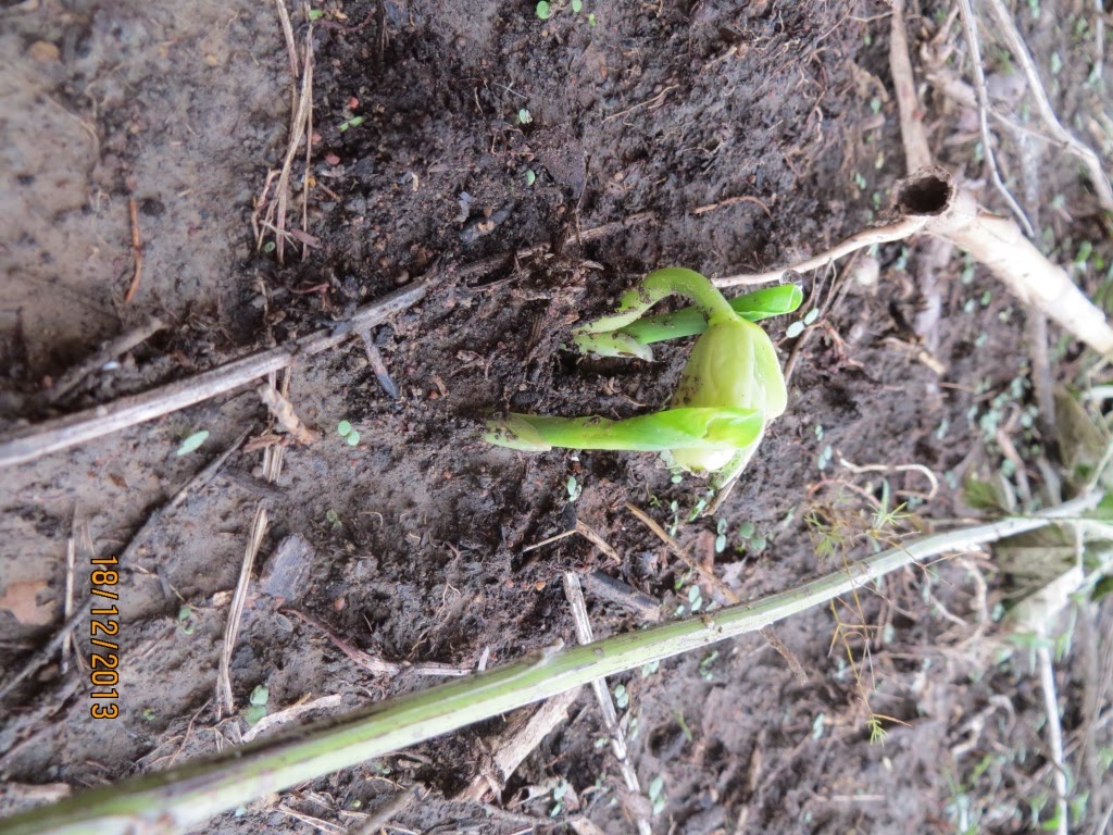 Maize germinating with climbing beans