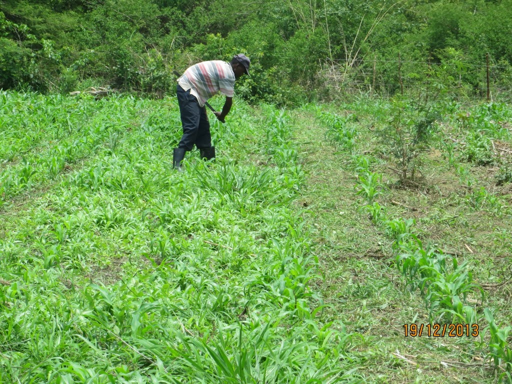 Silverleaf desmodium as permanent ground cover