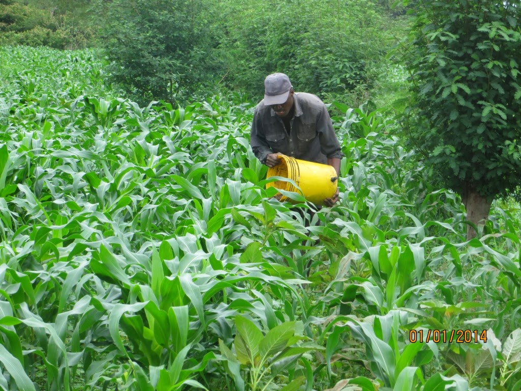Top dressing with manure