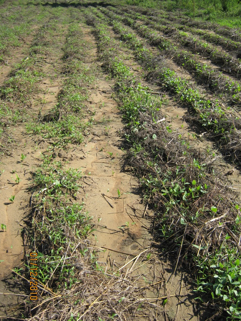 Mixed maize and sorghum