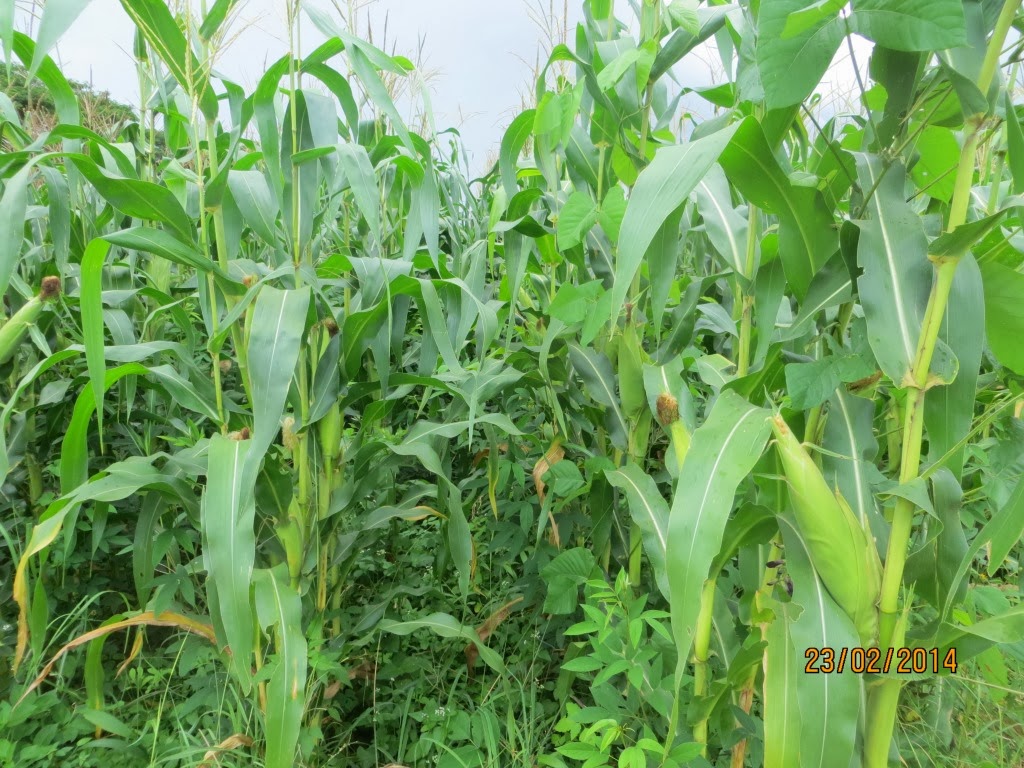 Maize almost mature with pigeon pea in canopy