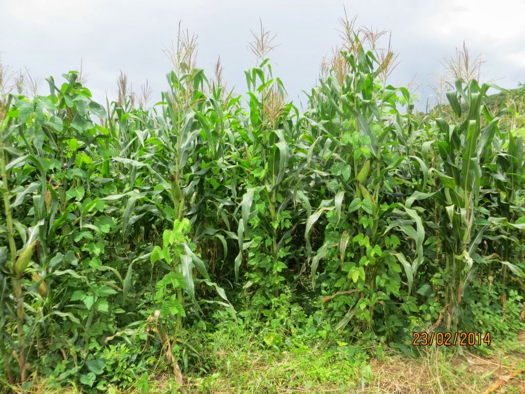 Velvet bean growing up maize plants