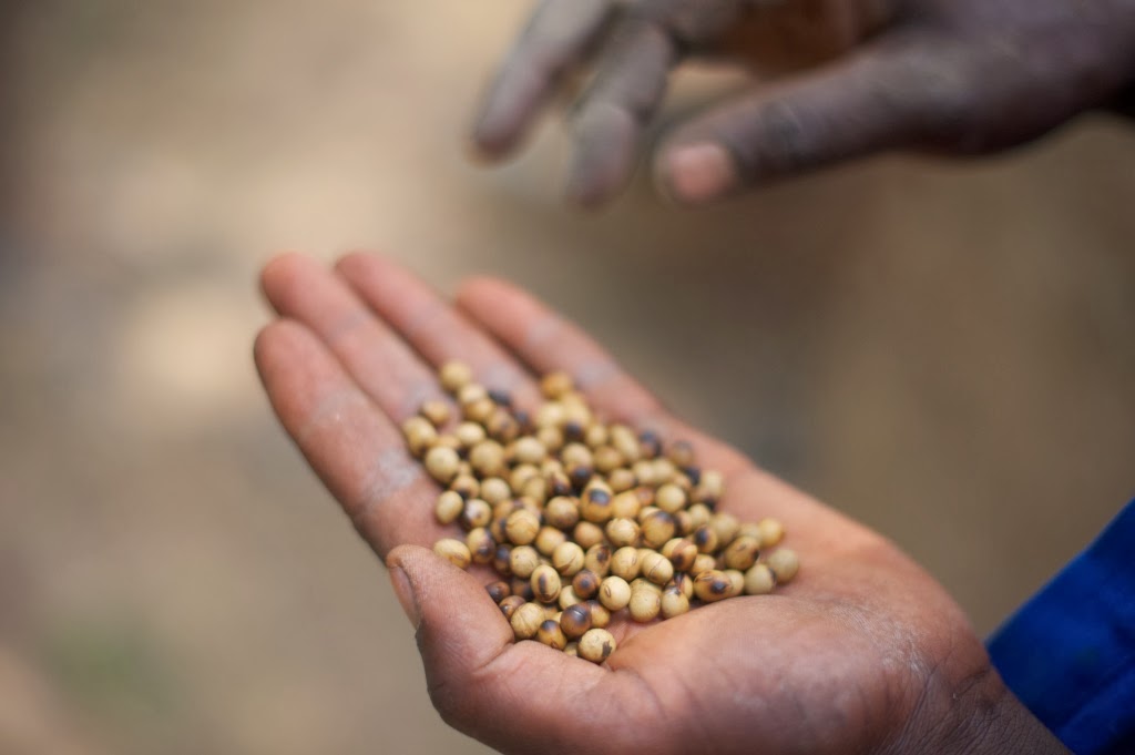 Roasted soya beans for choice feeding