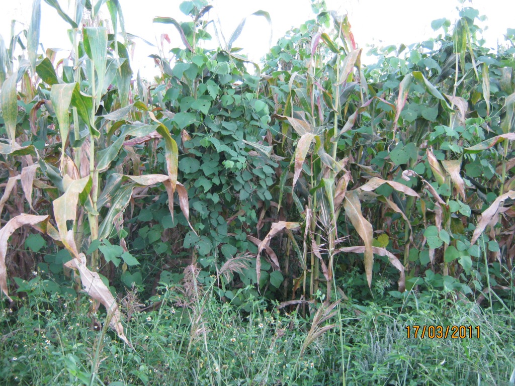 Maize/legume intercrop