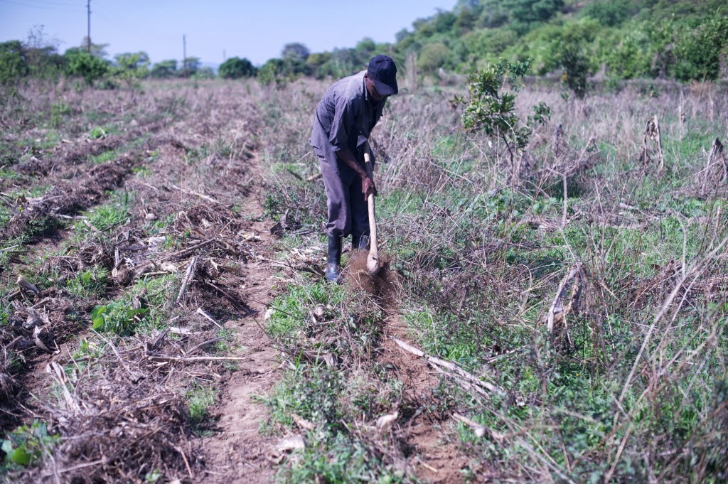 Maize planting rows at the Kafue demonstration farm