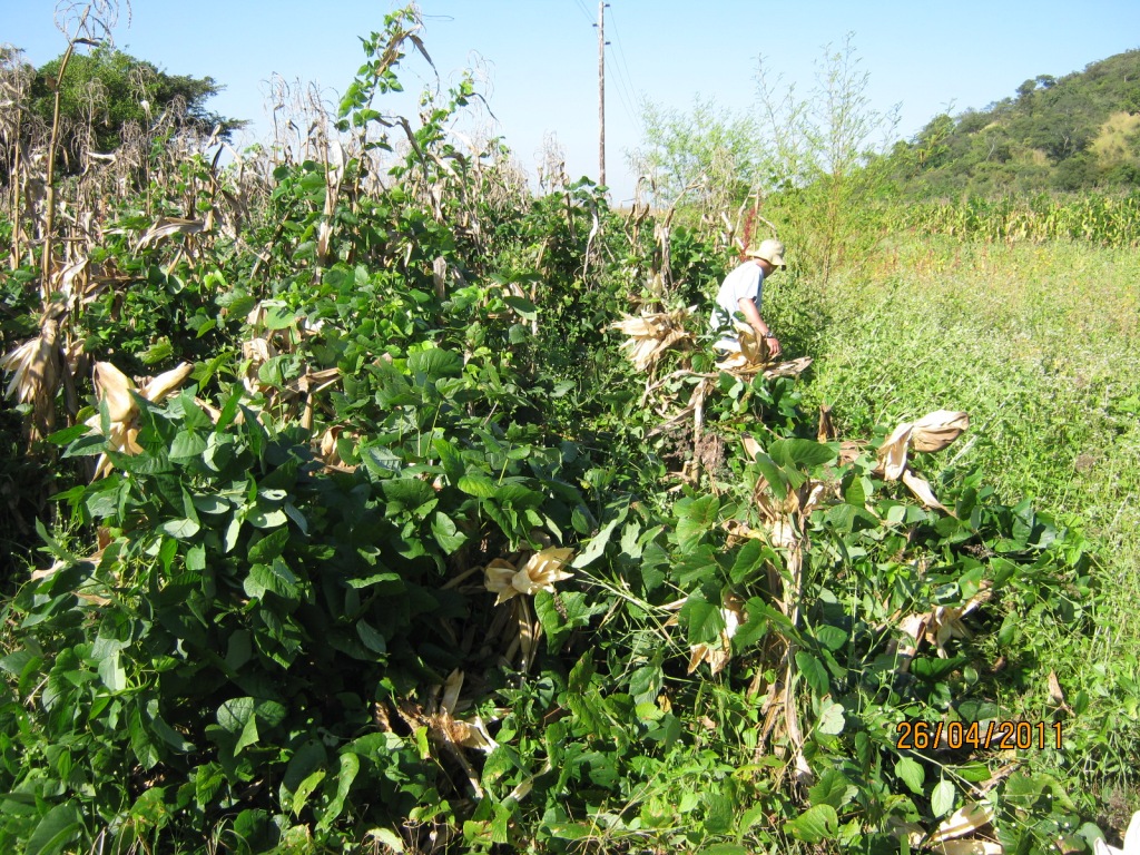 Maize/velvet bean intercrop
